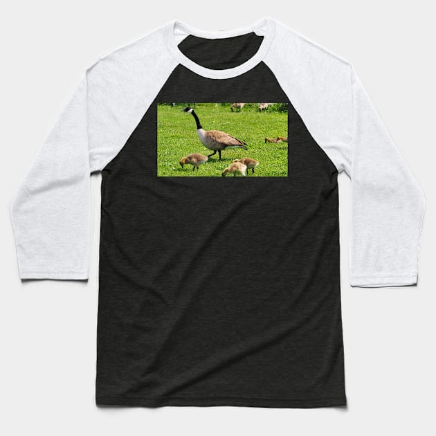 Adult Canada Goose Watching Over Its Goslings Baseball T-Shirt by BackyardBirder
